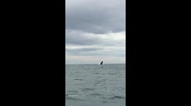 A breaching southern right whale in South Africa