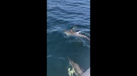 Dolphins swimming alongside boat