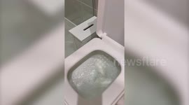 Mum reveals genius hack to unclog blocked toilet - by using washing up liquid