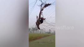 Thai farmer rescues bird tangled in net