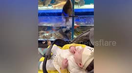 Fish leaps out of tank and lands on unsuspecting baby's lap