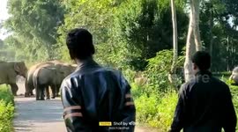 Herd of elephants cross road in northeastern India