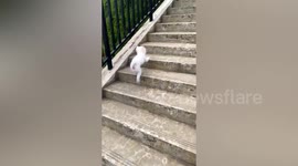 The way this dog walks up stairs will make your day