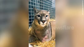 Puma named Nigel makes a recovery after having his front-left leg amputated