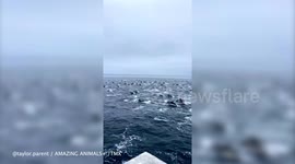 Amazing footage shows dolphin stampede off coast of San Diego