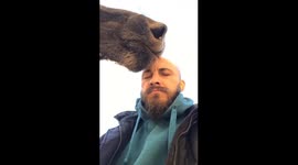 Moose cutely licks man's head