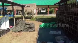 Panic ensues as elephant herd strays into tea estate in India