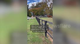 Gigantic 7ft horse weighing 3,000lbs has struck an unlikely friendship with a smaller horse - who was saved from being slaughtered