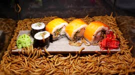 Oddly satisfying: time-lapse of 10,000 mealworms eating sushi in 100 hours