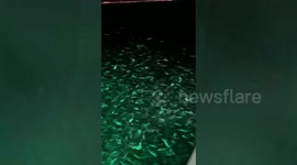 Thousands of fish leap onto passing tourist boat on island hopping trip in Thailand