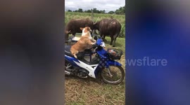 Pet dogs ride moving motorcycle carrying grass on farm in Thailand