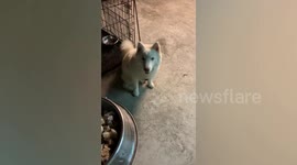 Obedient pet Siberian Husky sits patiently before eating lunch