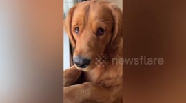 Quarantined golden retriever gets upset after seeing 'girlfriend' playing with another dog