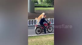 Golden retriever smiles after onlookers praised it for climbing onto motorcycle expertly