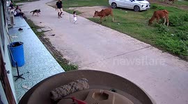 German Shepherd heroically saves her family's toddler from bull