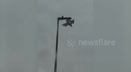 Locals watch in horror after a seagull becomes trapped in a street light and tries to free itself