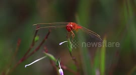 A happy red dragonfly looks like he is playing a guitar, in a park in Bangkok.