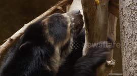 Introducing Turbo, The Adorable Andean Bear