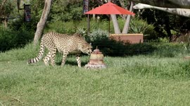 Frozen Meat Cakes Are Perfect For This Cheetah Cubs Birthday