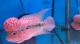 Cichlasoma Sp Big Head Flower Horn Fish