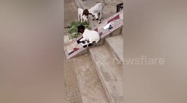 Playful sheep slides down stair ramp repeatedly