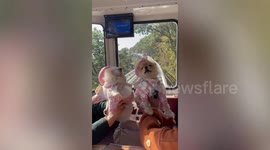 TOO DRAMATIC! Grumpy Pomeranians fight with each other while wearing adorable costumes