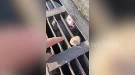 Hero residents rescue stray cat trapped under sewers