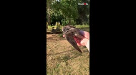 Swift bird learns to fly with woman who rescued it
