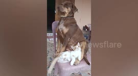 Clingy cat cuddles with dog best friend