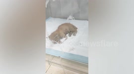 Good Samaritan rescues and adopts injured stray kitten with broken forelegs