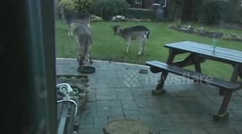 Juvenile Fallow Deer play rutting in an Essex garden in the Autumn