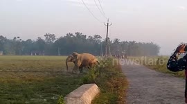 Elephant strays around residential area in northeastern India