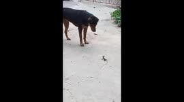 The gecko fights against the giant dog that is trying to approach it