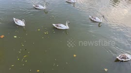Family of 10 swans paddling in the River Chelmsford, Chelmsford, Essex,