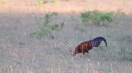 Sri lankan national bird jungle foul bird( wild chicken)