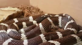 Eastern Kingsnake with white bands on its skin pattern looked great to see this species