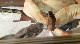 Two Boa constrictor Snakes one is a Albino and other common Green Boa