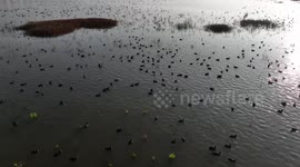 Winter Migratory Birds At Hongze Lake Wetland National Nature Reserve, China