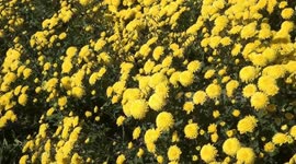 Farmers Pick Chrysanthemums in Lianyungang City, China
