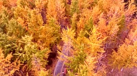 Golden Ginkgo Trees Attract Visitors In Suqian City, China