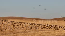 Migratory Birds At The Lightning River Wetland in Zhangjiakou, China