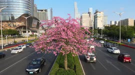 Kapok Trees Bloom In Nanning, China