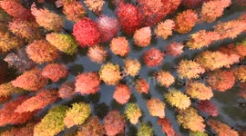 Forest resembles autumnal palette in eastern China