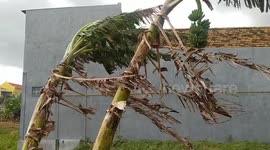 Dramatic video! A tree in the wind looks like it's hugging another tree and falls at the end!