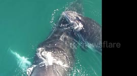 Drone footage shows loving interaction between humpback whales