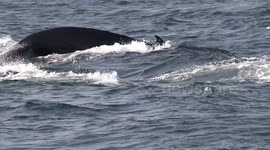 humpback whales heat run interaction in tropical north peru