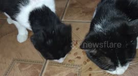 MEUS GATOS, SE ALIMENTANDO COM UMA BELA COMIDA DELICIOSA, ELES SÃO LINDOS