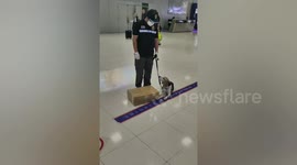 Airport sniffer dogs find bat meat in passenger's luggage from China