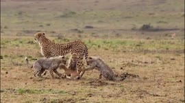 A cheetah mum was forced to re-catch an impala after her cubs she was teaching to hunt let it go