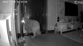 Smart dog brings flashlight outside to meet owner returning home at night